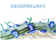 k8国际的药物转运体研究