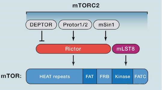 mTORC2的组成蛋白主要有Rictor、mSin1、mSLT8和Protor等