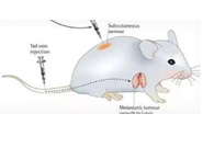 围观:临床前小鼠模型如何。