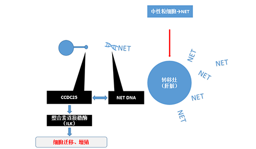 除了单纯的捕获，NET DNA与CCDC-25的结合还增强了癌细胞的侵袭行为，促进了癌症的肝转移。