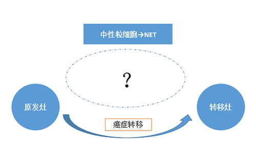 NET可能会通过某些方式“捕获”或“唤醒”癌细胞，从而造成癌细胞的迁移。