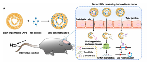 将神经递质与LNP掺杂，获得拥有穿透BBB能力的载体。