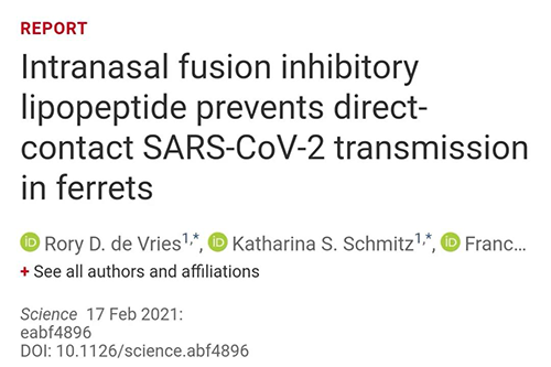 Science速递|鼻喷雾剂可阻止新冠肺炎传播，在雪貂实验中已初获成效