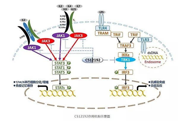 CS12192作用机制示意图