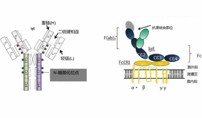 k8国际助力 | 济民可信lgE抗体药物JYB1904获批临床