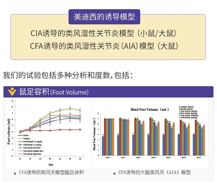 k8国际诱导的类风湿性关节炎模型-1.png