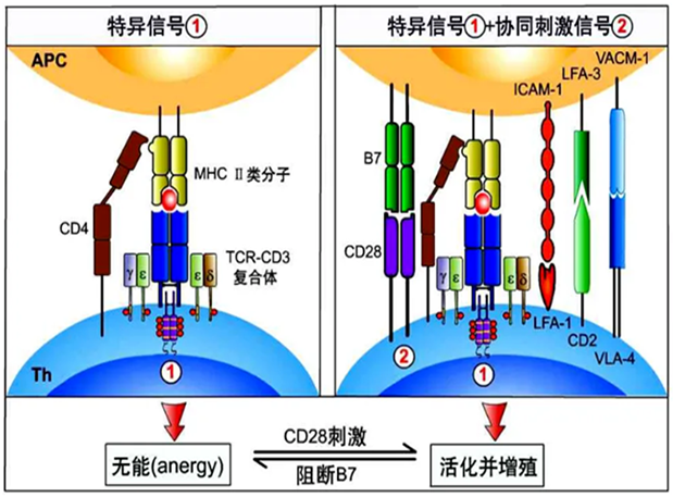 k8国际助力 | 国内CD19×CD3×CD28三特异性抗体获FDA默示许可