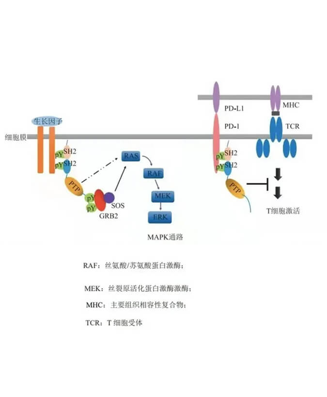 k8国际助力凌达生物SHP2变构抑制剂RG001片获批临床.jpg