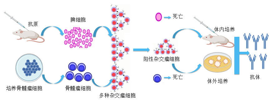 k8国际抗体开发平台.png