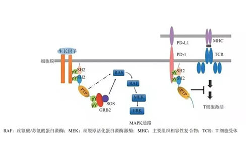 k8国际助力凌达生物SHP2变构抑制剂RG001片获批临床.jpg