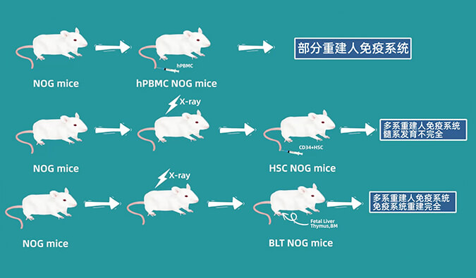 评价肿瘤药物的动物药效模型，你选对了吗.jpg