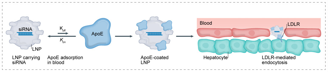 第一代：LNP+小核酸-→肝脏.jpg