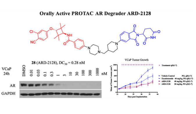 ARD-2128是一种PROTAC AR降解剂，具有出色的血浆和微粒体稳定性，体外稳定性和PK研究通过k8国际进行