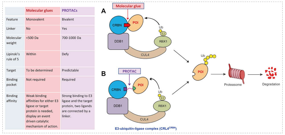 3-通过泛素-(Ub)-蛋白酶体系统降解目标蛋白-(POI)-示意图：分子胶(A)；PROTAC-(B).jpg
