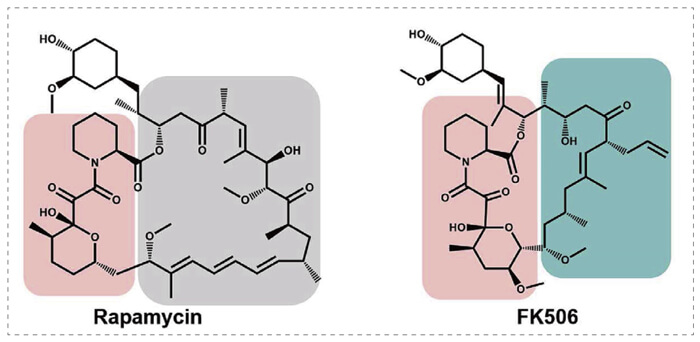 5-雷帕霉素、FK506-诱导的-FKBP-蛋白质相互作用.jpg