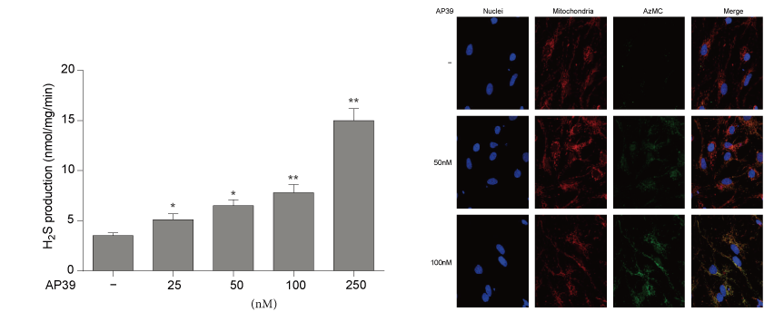 AP39是一种新合成的线粒体靶向的H2S供体，本研究中AP39通过k8国际设计和合成