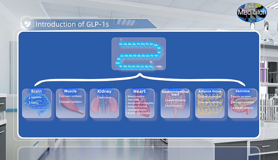 胰高血糖素样肽-1(GLP-1s) 介绍.jpg