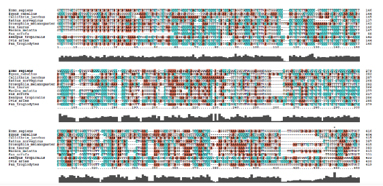 物种间序列同源性分析.jpg
