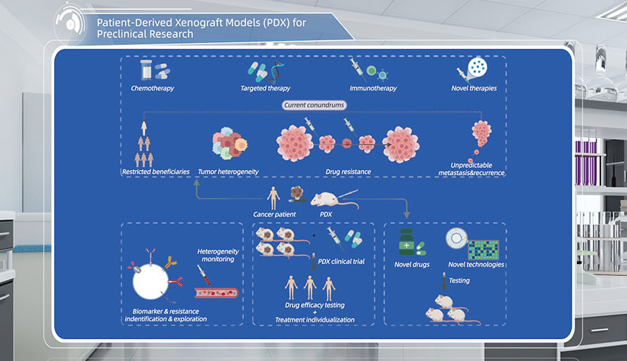 什么是临床前研究的PDX（人源肿瘤异种移植）模型？
